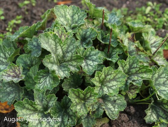 Alūnė (Heuchera americana) nr.6